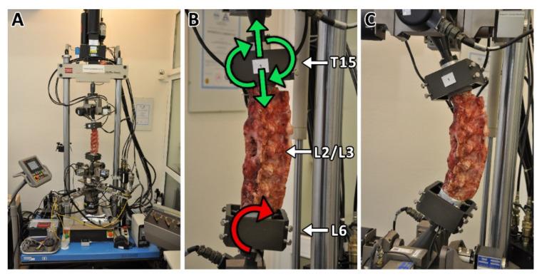 https://cdn.ncbi.nlm.nih.gov/pmc/blobs/aaa5/8301420/22bcd1f8a34f/biomedicines-09-00733-g001.jpg