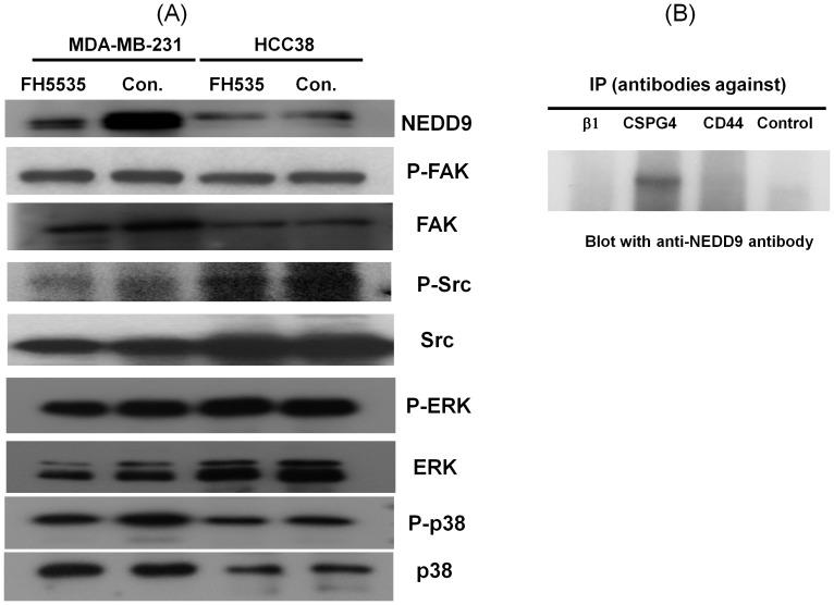 https://cdn.ncbi.nlm.nih.gov/pmc/blobs/aaa6/3439405/e922fc52a6b7/pone.0044418.g006.jpg