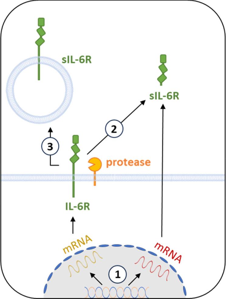 https://cdn.ncbi.nlm.nih.gov/pmc/blobs/aaa8/12239904/9d92c7e89206/ITT-14-681-g0002.jpg