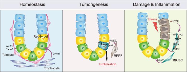 https://cdn.ncbi.nlm.nih.gov/pmc/blobs/aaaa/8172814/3e0e883c2b26/13619_2021_86_Fig1_HTML.jpg