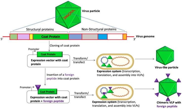 https://cdn.ncbi.nlm.nih.gov/pmc/blobs/aaad/10223759/ece5d26de69a/viruses-15-01109-g001.jpg