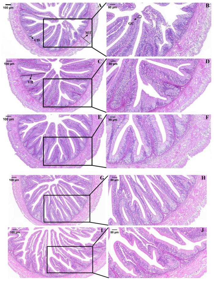 https://cdn.ncbi.nlm.nih.gov/pmc/blobs/aaad/10376889/1bfd96abbf4c/animals-13-02274-g001.jpg