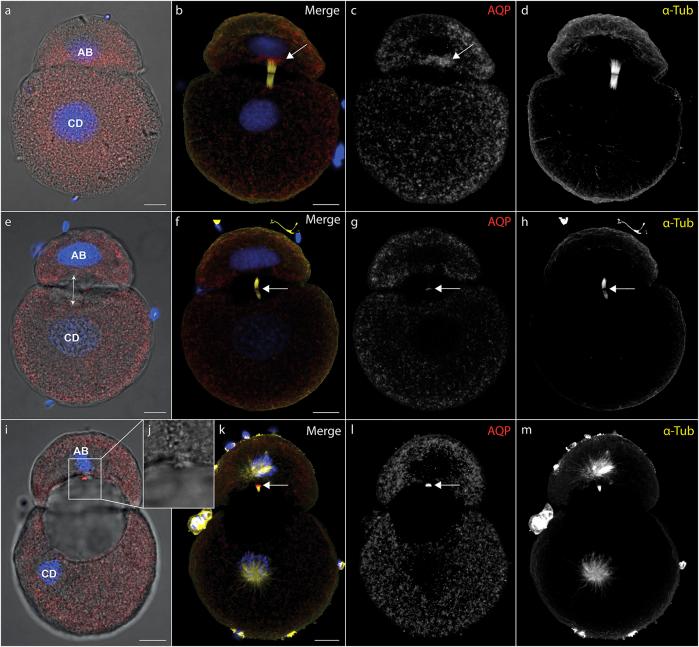 https://cdn.ncbi.nlm.nih.gov/pmc/blobs/aaad/9237387/02d93fd37531/fcell-10-894434-g001.jpg