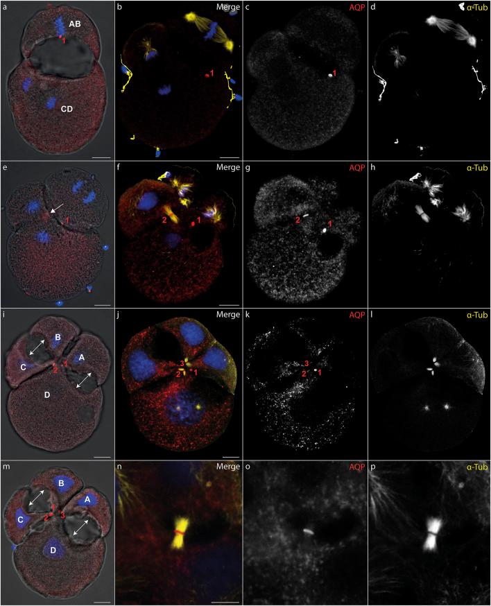 https://cdn.ncbi.nlm.nih.gov/pmc/blobs/aaad/9237387/1ace9f5d24fa/fcell-10-894434-g002.jpg