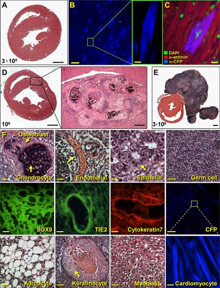 https://cdn.ncbi.nlm.nih.gov/pmc/blobs/aaaf/2118723/b5831dcf4f54/jem2040405f01.jpg