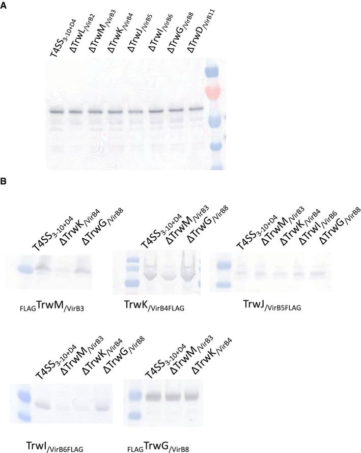 https://cdn.ncbi.nlm.nih.gov/pmc/blobs/aab0/5916273/2209255730ed/EMBJ-36-3080-g003.jpg
