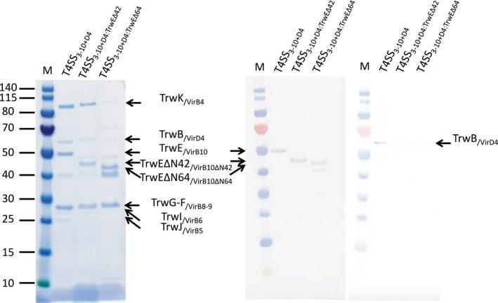 https://cdn.ncbi.nlm.nih.gov/pmc/blobs/aab0/5916273/285416838213/EMBJ-36-3080-g004.jpg