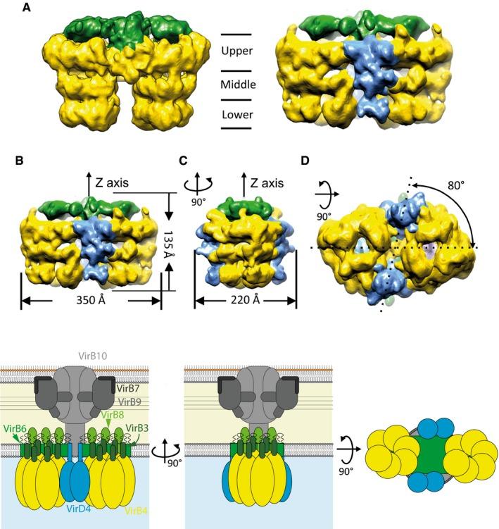https://cdn.ncbi.nlm.nih.gov/pmc/blobs/aab0/5916273/7e4876071b2e/EMBJ-36-3080-g008.jpg