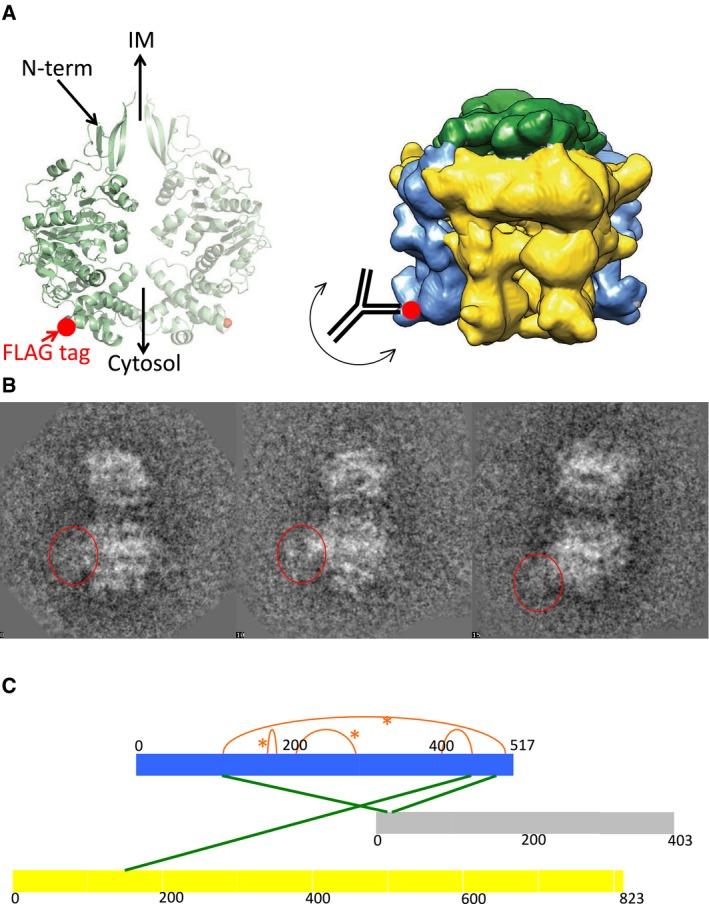 https://cdn.ncbi.nlm.nih.gov/pmc/blobs/aab0/5916273/cbc080360dd4/EMBJ-36-3080-g009.jpg