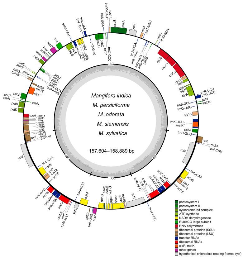 https://cdn.ncbi.nlm.nih.gov/pmc/blobs/aab1/12192436/aef5bb2e5762/genes-16-00666-g001.jpg