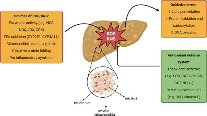 https://cdn.ncbi.nlm.nih.gov/pmc/blobs/aab2/11748479/70d519f645de/204_2024_3889_Fig2_HTML.jpg