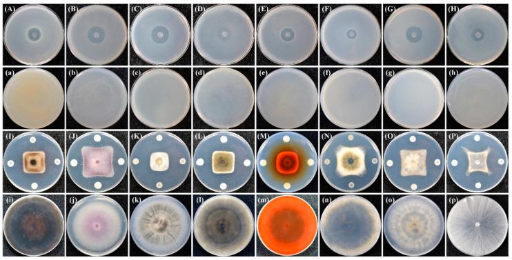 https://cdn.ncbi.nlm.nih.gov/pmc/blobs/aab2/9404902/dd2bc04e9e32/biology-11-01172-g002.jpg