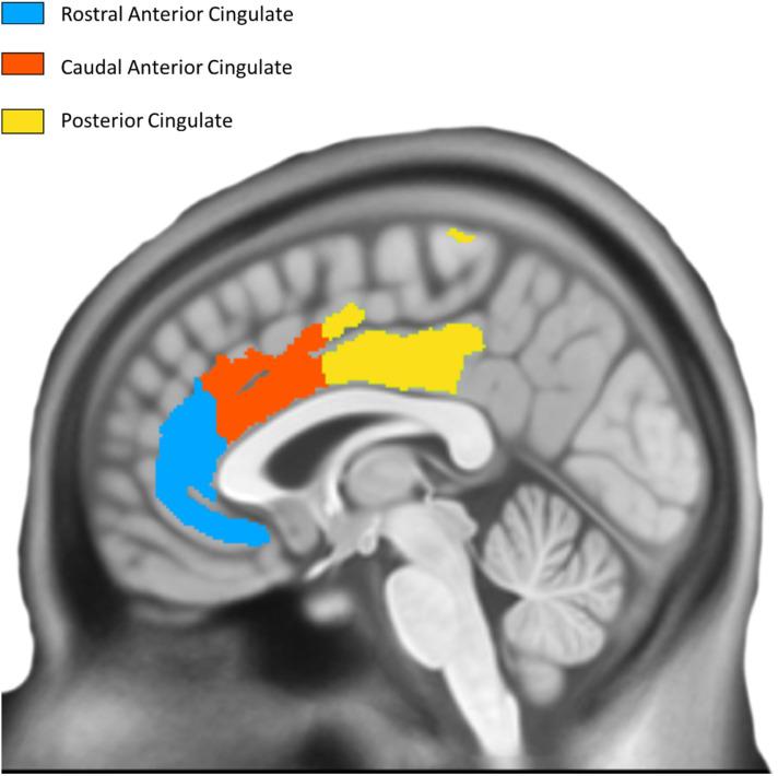 https://cdn.ncbi.nlm.nih.gov/pmc/blobs/aab3/8601448/6b6d53c316d2/fnagi-13-751375-g002.jpg