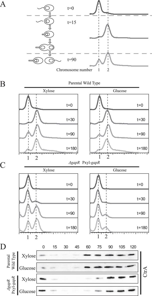 https://cdn.ncbi.nlm.nih.gov/pmc/blobs/aab5/5587793/c84a154db7b6/gkx596fig2.jpg