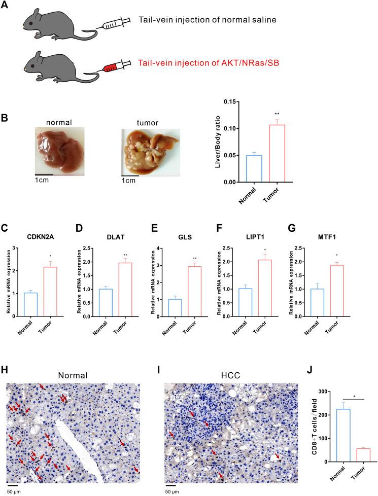 https://cdn.ncbi.nlm.nih.gov/pmc/blobs/aabb/9871247/9fe73f58f3f2/fphar-13-1081952-g011.jpg