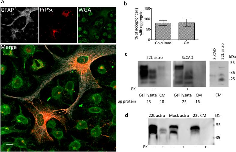 https://cdn.ncbi.nlm.nih.gov/pmc/blobs/aabd/4746738/8dca8c17c2e9/srep20762-f5.jpg