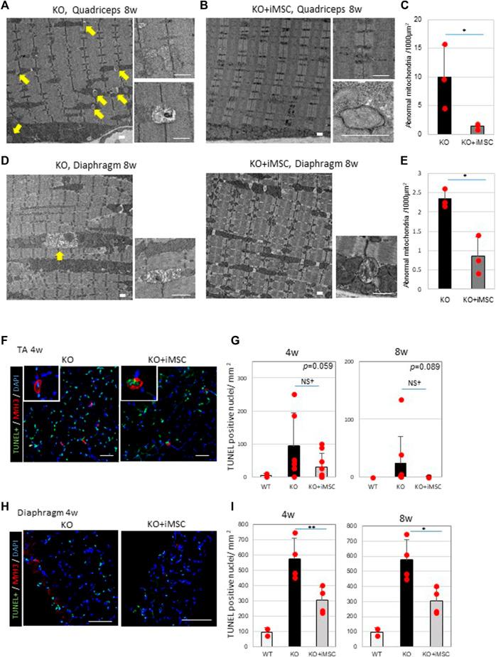 https://cdn.ncbi.nlm.nih.gov/pmc/blobs/aabe/8649773/31b31de70309/fcell-09-790341-g005.jpg