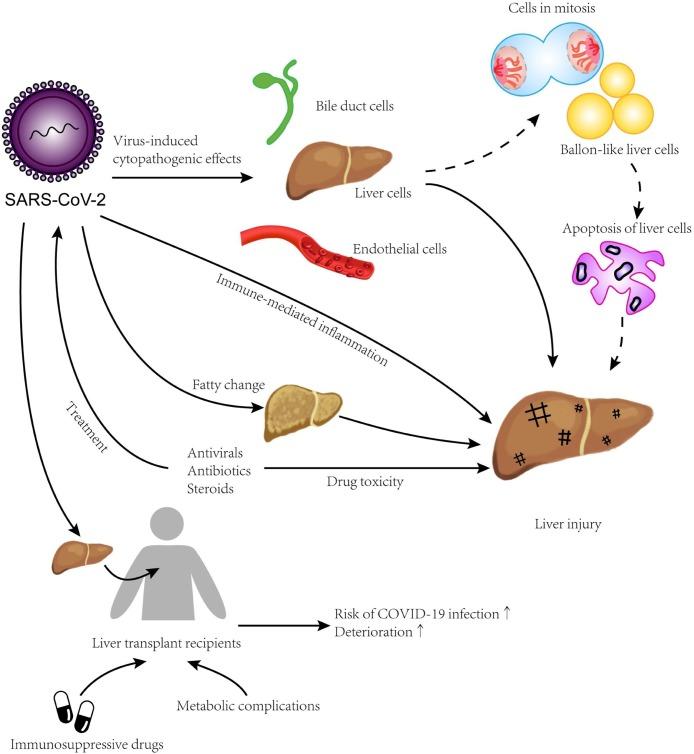 https://cdn.ncbi.nlm.nih.gov/pmc/blobs/aabf/7700011/91cdadfd0e35/gr2_lrg.jpg
