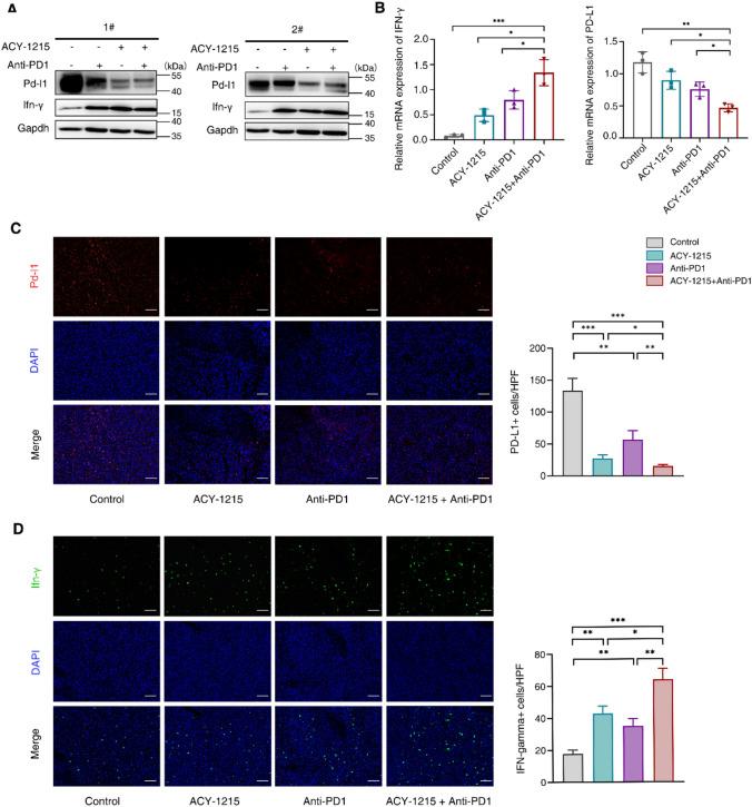 https://cdn.ncbi.nlm.nih.gov/pmc/blobs/aac0/10992678/c275f2445ba4/262_2023_3624_Fig2_HTML.jpg