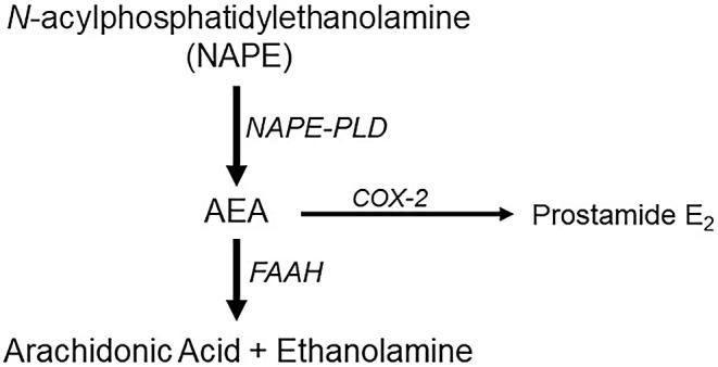 https://cdn.ncbi.nlm.nih.gov/pmc/blobs/aac6/11450075/fd34a203a95a/11064_2024_4216_Fig1_HTML.jpg