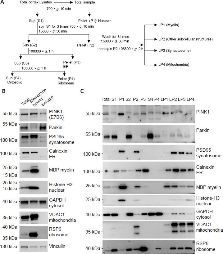 https://cdn.ncbi.nlm.nih.gov/pmc/blobs/aac8/11438320/fcb0e3e07472/NRR-20-1124-g005.jpg