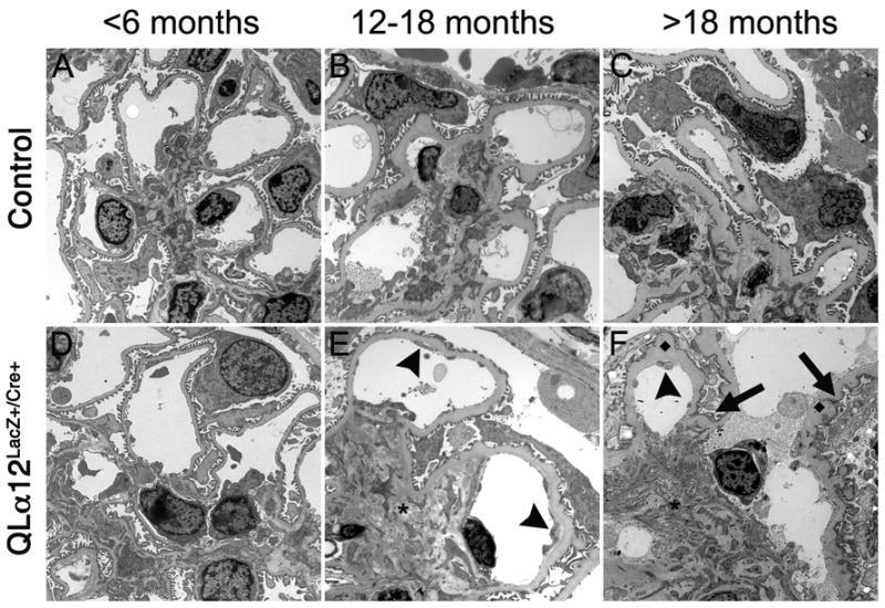 https://cdn.ncbi.nlm.nih.gov/pmc/blobs/aac8/3338890/b91bbd59fa85/nihms340046f5.jpg
