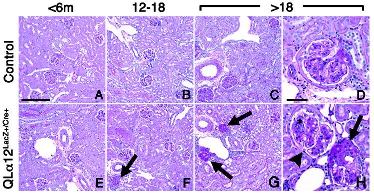 https://cdn.ncbi.nlm.nih.gov/pmc/blobs/aac8/3338890/cfa19e0a6e21/nihms340046f4.jpg