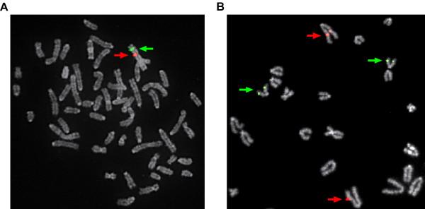 https://cdn.ncbi.nlm.nih.gov/pmc/blobs/aace/2824727/3da903daf66b/1471-2164-11-70-2.jpg