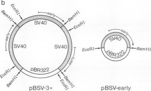 https://cdn.ncbi.nlm.nih.gov/pmc/blobs/aad0/348672/505960bf9fcf/pnas00667-0478-b.jpg
