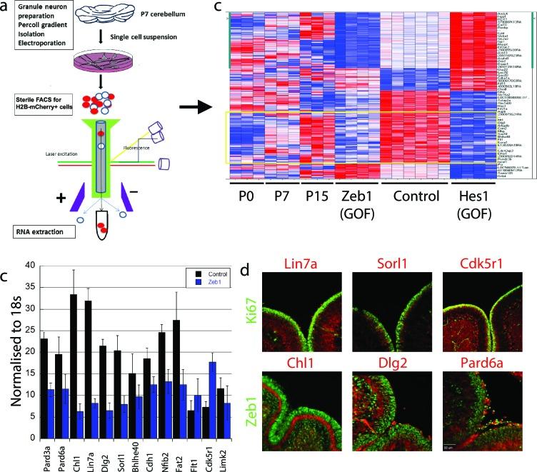 https://cdn.ncbi.nlm.nih.gov/pmc/blobs/aad1/4891180/345907bc3939/elife-12717-fig3.jpg