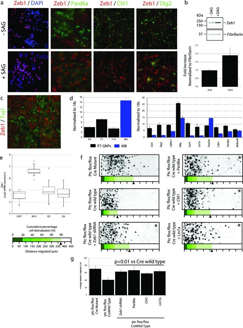 https://cdn.ncbi.nlm.nih.gov/pmc/blobs/aad1/4891180/f2bb3e365951/elife-12717-fig8.jpg