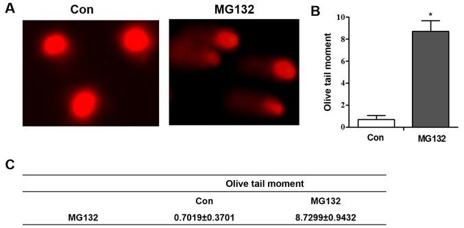https://cdn.ncbi.nlm.nih.gov/pmc/blobs/aad2/6297755/46ff1dc6a4a0/MMR-19-01-0213-g04.jpg