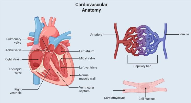 https://cdn.ncbi.nlm.nih.gov/pmc/blobs/aad5/12151517/f32a0dbd161b/aging-17-206251-g001.jpg