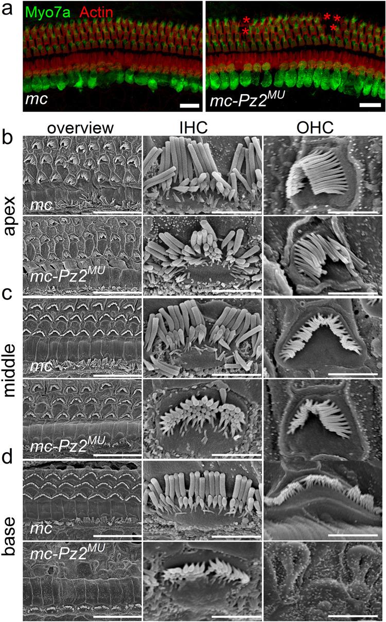 https://cdn.ncbi.nlm.nih.gov/pmc/blobs/aad7/10791687/3a0899d02737/41467_2023_44230_Fig6_HTML.jpg