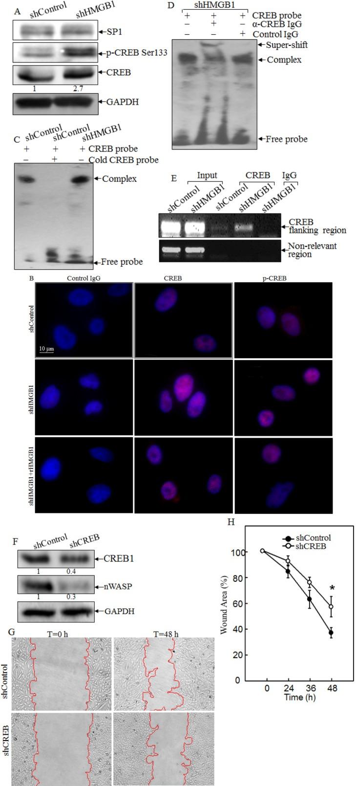 https://cdn.ncbi.nlm.nih.gov/pmc/blobs/aad7/4202136/4182d9f8e3c4/oncotarget-05-7458-g004.jpg