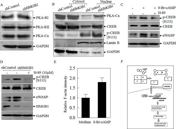 https://cdn.ncbi.nlm.nih.gov/pmc/blobs/aad7/4202136/7ddc10d4ddeb/oncotarget-05-7458-g005.jpg
