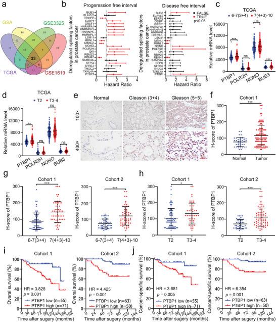 https://cdn.ncbi.nlm.nih.gov/pmc/blobs/aade/11558147/1c9be7c285c5/ADVS-11-2405997-g008.jpg