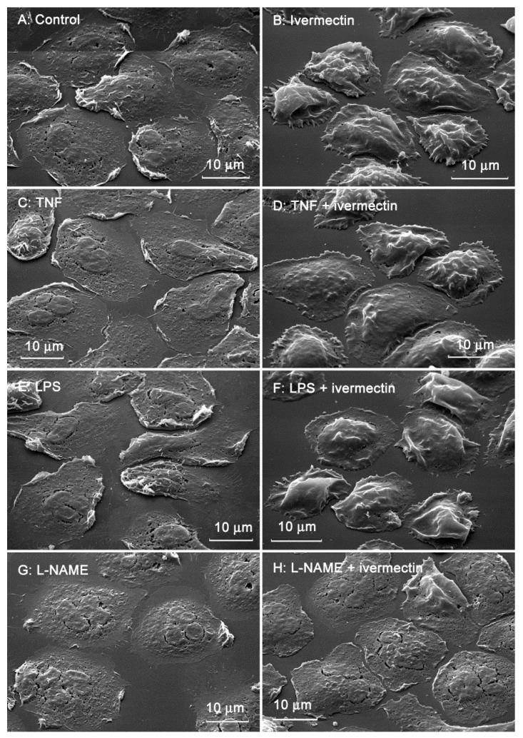 https://cdn.ncbi.nlm.nih.gov/pmc/blobs/aade/9775137/18e9dd37863e/biomedicines-10-03284-g002.jpg