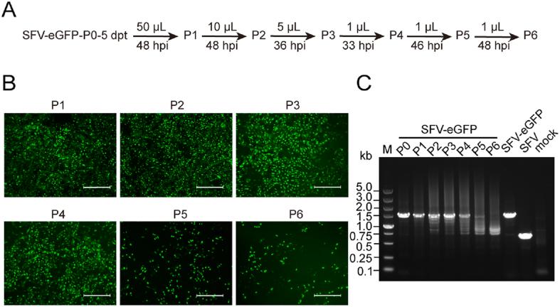 https://cdn.ncbi.nlm.nih.gov/pmc/blobs/aae1/10436050/a1dd6f773fb2/gr4.jpg