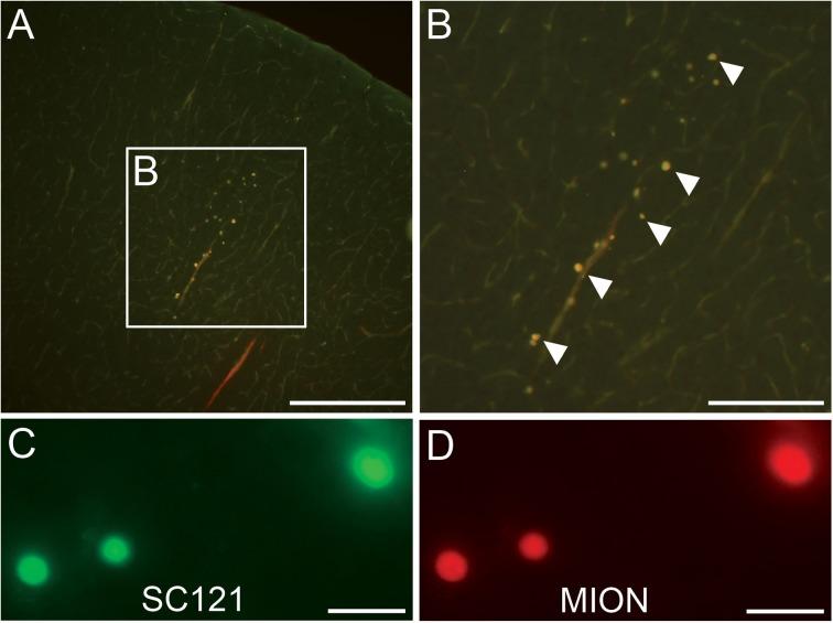 https://cdn.ncbi.nlm.nih.gov/pmc/blobs/aae3/5657739/1ae410331d30/10.1177_0963689717715824-fig5.jpg