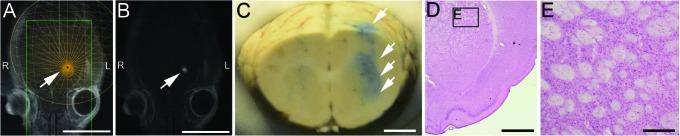 https://cdn.ncbi.nlm.nih.gov/pmc/blobs/aae3/5657739/23421c2d7288/10.1177_0963689717715824-fig3.jpg