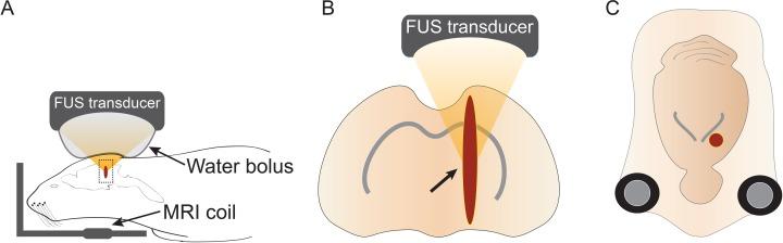 https://cdn.ncbi.nlm.nih.gov/pmc/blobs/aae3/5657739/ba01275c781d/10.1177_0963689717715824-fig2.jpg