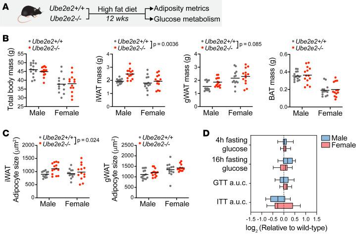 https://cdn.ncbi.nlm.nih.gov/pmc/blobs/aae4/11790016/bc1fdafc9b7d/jciinsight-10-184140-g171.jpg