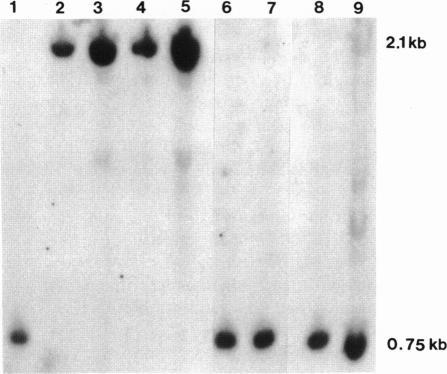 https://cdn.ncbi.nlm.nih.gov/pmc/blobs/aae5/1683080/713a58dc4e47/ajhg00090-0122-a.jpg