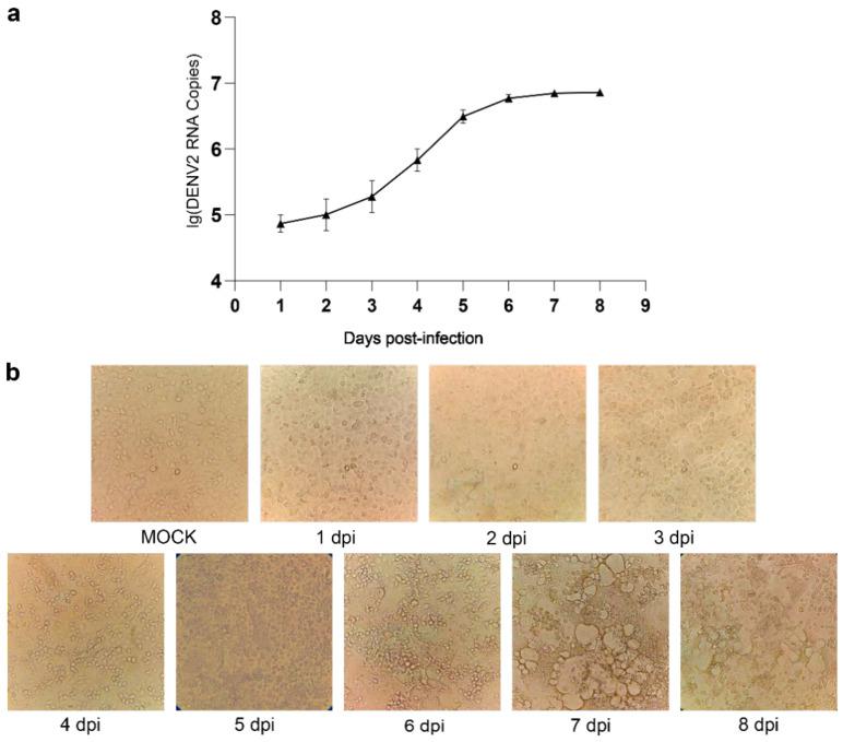 https://cdn.ncbi.nlm.nih.gov/pmc/blobs/aae8/7926344/f69691e17f64/viruses-13-00343-g001.jpg