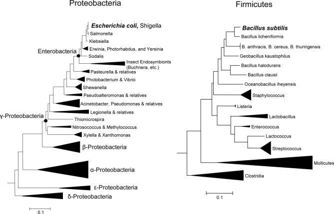 https://cdn.ncbi.nlm.nih.gov/pmc/blobs/aaea/1994978/7453c6715c28/pcbi.0030175.g001.jpg