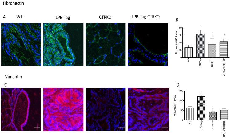 https://cdn.ncbi.nlm.nih.gov/pmc/blobs/aaee/7061735/34e3b2d599ff/oncotarget-11-858-g007.jpg