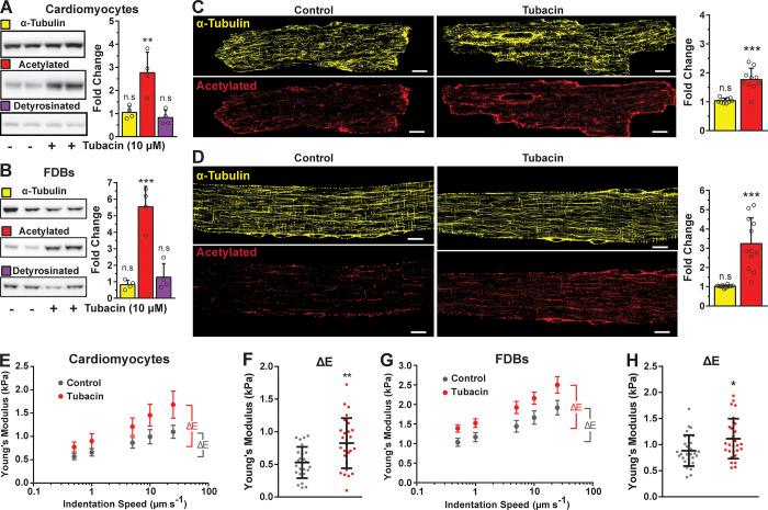 https://cdn.ncbi.nlm.nih.gov/pmc/blobs/aaee/7988512/391ce5a9626d/JGP_202012743_Fig1.jpg