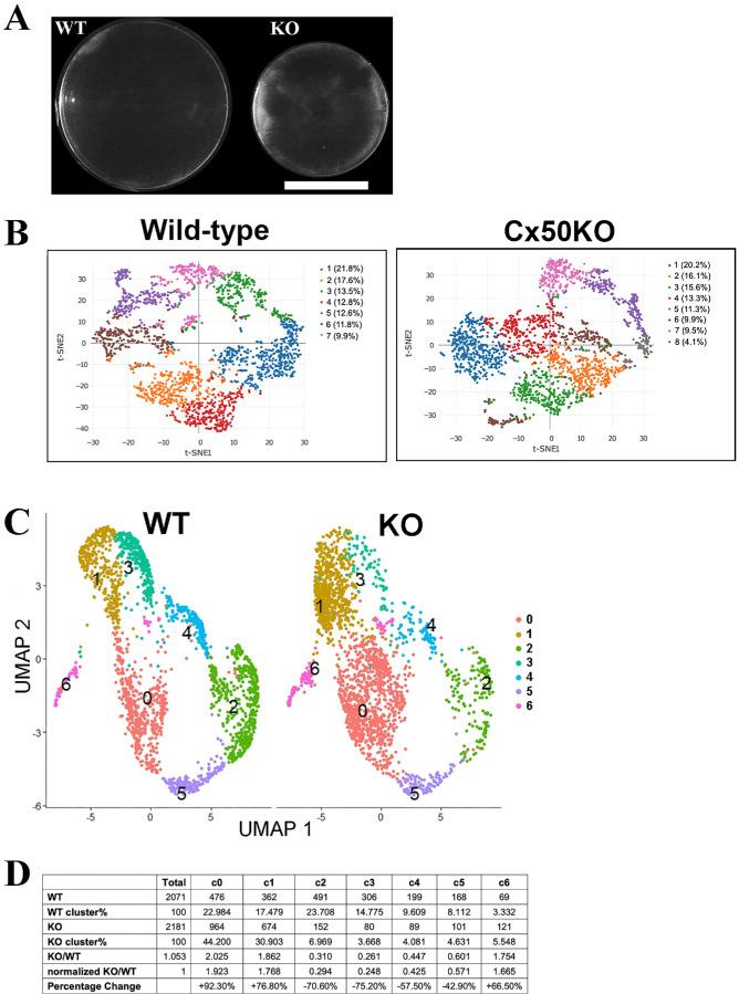 https://cdn.ncbi.nlm.nih.gov/pmc/blobs/aaef/11412383/36829973d401/iovs-65-11-27-f001.jpg