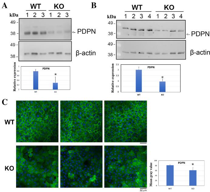 https://cdn.ncbi.nlm.nih.gov/pmc/blobs/aaef/11412383/a030f1a65eec/iovs-65-11-27-f007.jpg